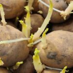 patate germogliate