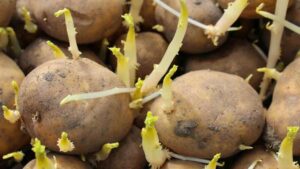 patate germogliate